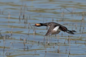 Eared-Grebe-28.jpg