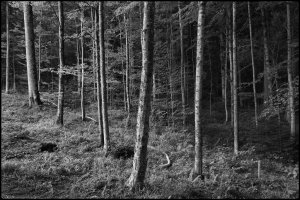 IvanM-9086 BW.jpg