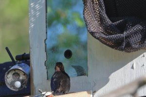 Brown-headed cowbird_32412.JPG