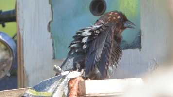 Brown-headed cowbird_32415.JPG