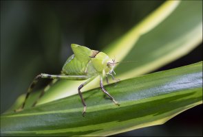 Bug 1303 The Photography Show 2016-3851.jpg