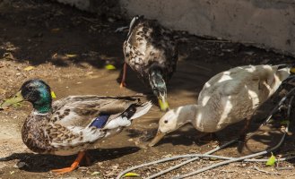 lapping up restaurant water.jpg