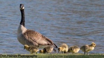 goose1.jpg