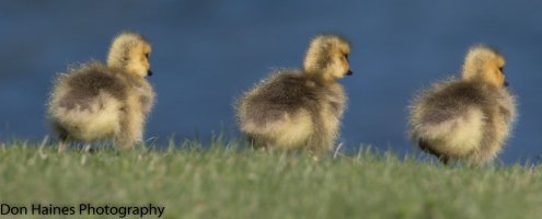 goose2.jpg