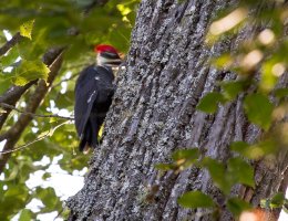 Canada Sep 2011-1007 Woodpecker pecking-1.JPG