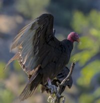 single vulture aa.jpg