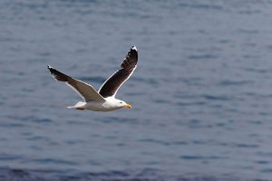 gull.jpg