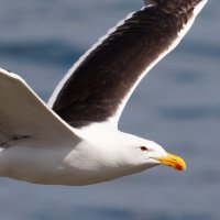 gull-100pct-crop.jpg