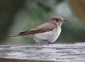 spottedflycatcher_3Q7A6265_DxO.jpg
