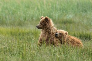 Alaska-Lake-Clark-twin-cubs-Sammy-pose--eyes brightened--BX9U4258.jpg