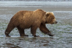 Alaska Lake Clark dark-brown-bear-on-tidal-flats-walking-right-with-NIK-20-x-30-EA7G5339_0.jpg