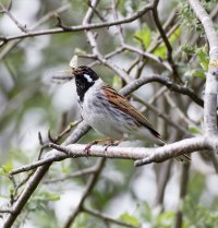 reedbunting+dragonfly_3Q7A4515_DxO.jpg