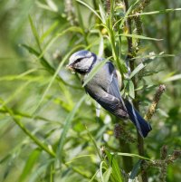 BlueTit+Grubs_3Q7A5890_DxO_.jpg
