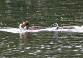 Greatcrestedgrebe+fish_3Q7A5587_DxO.jpg