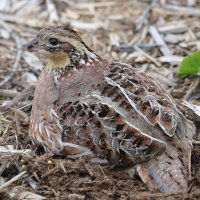 JMZ01575_crop copy.jpg