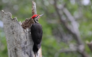 Pileated_32436.JPG