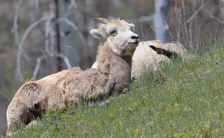 Mountain goat_32230.JPG