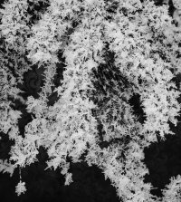 _MG_4265b&w copy copy.jpg