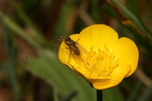 Pollinator, Bayard Knob area.JPG