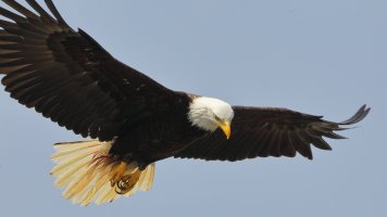 Eagle_1D4_18267.JPG