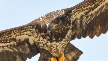 Eagle crop_1D4_18097.JPG