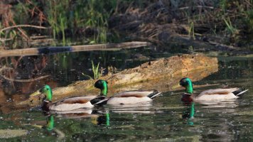 Boy's night out_32525.JPG