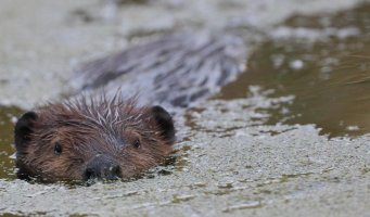 Beaver_32596.JPG
