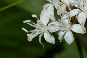 Speckled Wood Lily (Clintonia umbellulata) 1.JPG