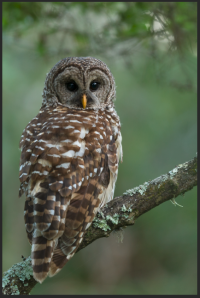 Screen Shot 2016-06-05 at 1.44.06 PM.png