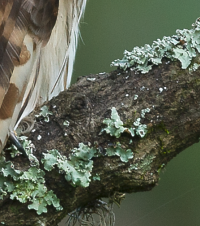 Screen Shot 2016-06-05 at 1.44.31 PM.png