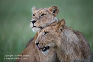 Grant-Atkinson-Mara-Plains_U9A7077_0118-2.jpg