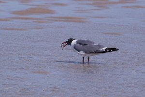 laughing gull w sand eel.jpg