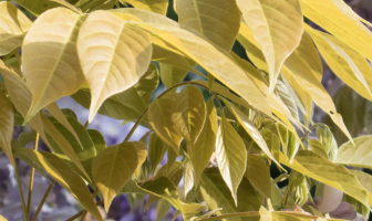 Screen Shot 2016-06-06 at 07.55.37.png