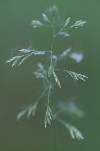 Grass seed_32643.JPG