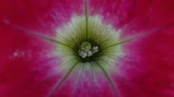 Ma's flower_32631.JPG