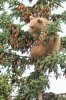 Alaska brown bear cub in tree-recropped-IMG_0348.jpg