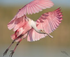 Roseate Spoonbill dynamic close up flight 1600cr.jpg