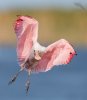 Roseate Spoonbill fledgling landing wings up 1600cr.jpg