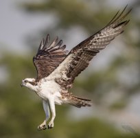 Osprey hovering low wings up 1600cr.jpg