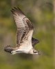 Osprey fledgling flight 1200cr.jpg