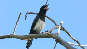 Young beauty_32694.JPG