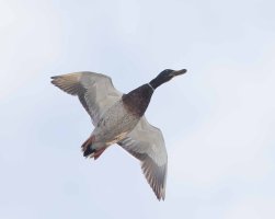 fl mallaredbeam                                          .JPG