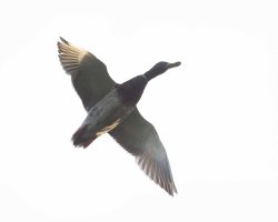 fl mallared no beam                                          .JPG