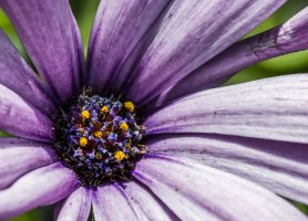 African Daisy 100Z 6D 1.jpg