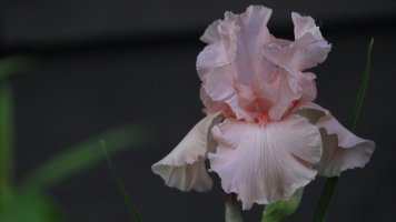 NVW flower_32447.JPG