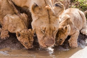 Lions drinking.jpg