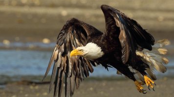 Eagle_1D4_7529.JPG