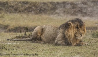 Lion in rain.jpg