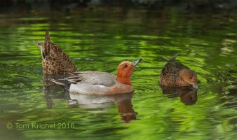 Enten_BTK0584 2500px V2.JPG