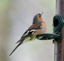 Chaffinch_3Q7A4787_DxO_Sigma_500.jpg